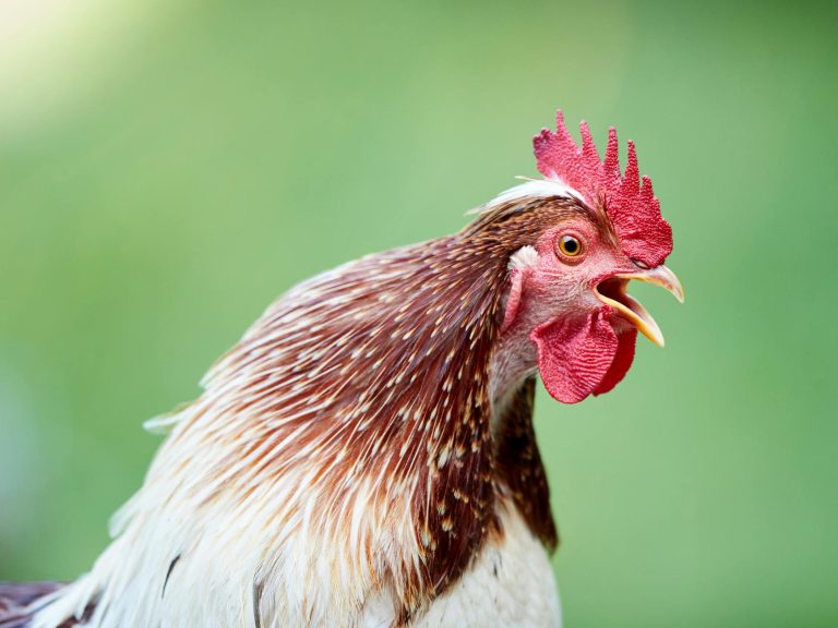 vibrant rooster crowing on a farm