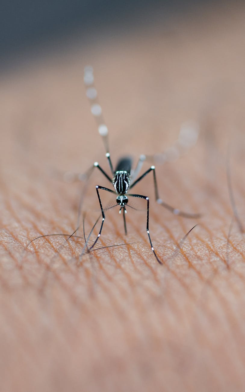 macro shot of mosquito on human skin in kaduna