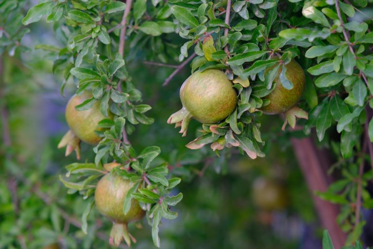 pomegranate fruits on tree branches in izmir