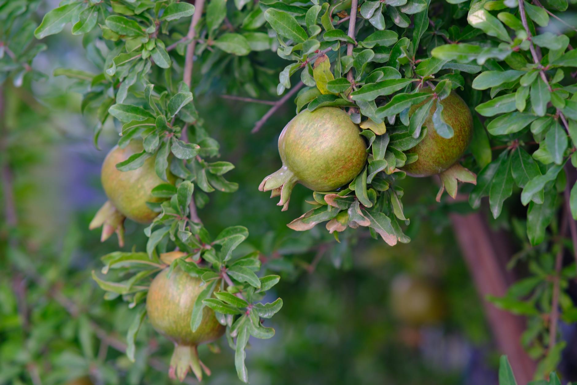 pomegranate fruits on tree branches in izmir